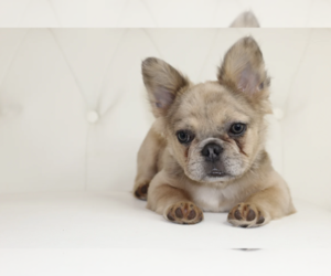 French Bulldog Puppy for sale in MALIBU, CA, USA