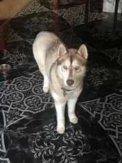 Mother of the Siberian Husky puppies born on 08/20/2018