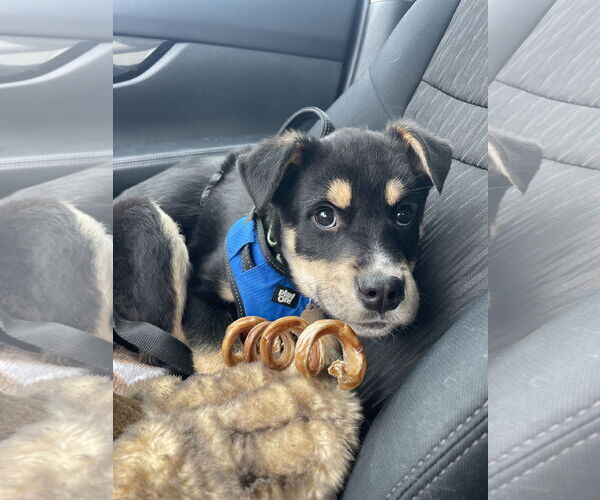 Medium Photo #9 Shepradors Puppy For Sale in Princeton, MN, USA