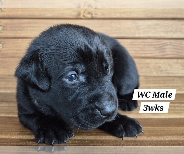 Medium Photo #83 Labrador Retriever Puppy For Sale in EDGEWOOD, TX, USA