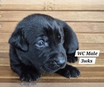 Small Photo #83 Labrador Retriever Puppy For Sale in EDGEWOOD, TX, USA