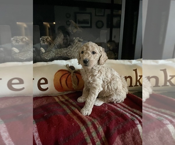 Medium Photo #4 Goldendoodle Puppy For Sale in GR BLANC, MI, USA