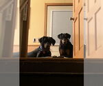 Small #10 Doberman Pinscher