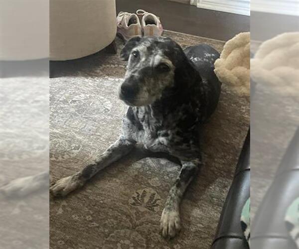 Medium Photo #2 Catahoula Leopard Dog-Unknown Mix Puppy For Sale in San Antonio, TX, USA