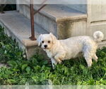 Small #4 Lhasa Apso