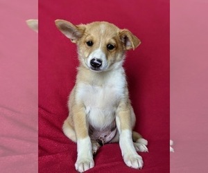 Shetland Sheepdog-Unknown Mix Puppy for sale in PEACH BOTTOM, PA, USA