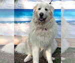 Small #7 Great Pyrenees