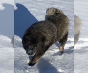 Father of the Caucasian Shepherd Dog puppies born on 04/05/2022