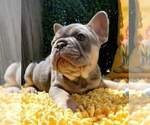 Small #4 French Bulldog
