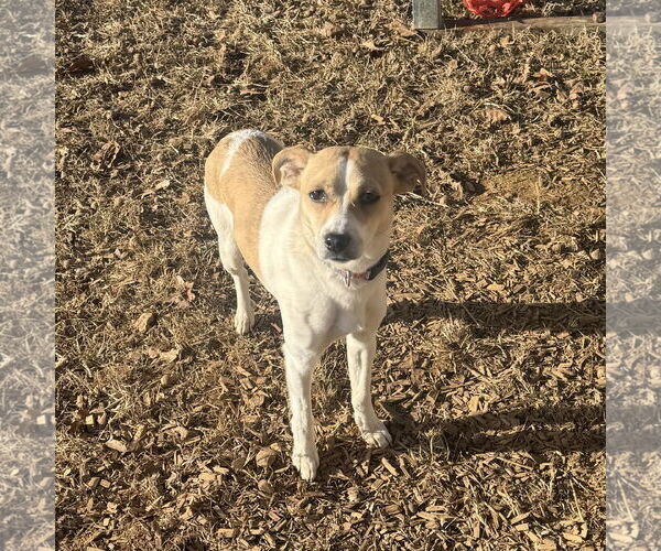 Medium Photo #3 Jack Russell Terrier-Unknown Mix Puppy For Sale in Sparta, TN, USA
