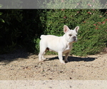 Small Photo #1 French Bulldog Puppy For Sale in POMONA, CA, USA