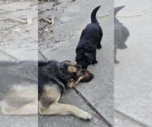 Mother of the German Shepherd Dog puppies born on 01/23/2025