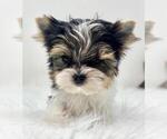 Small #29 Biewer Terrier