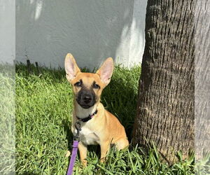 Mutt Dogs for adoption in Naples, FL, USA