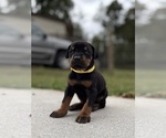 Small Photo #7 Doberman Pinscher Puppy For Sale in NEWTON, NC, USA