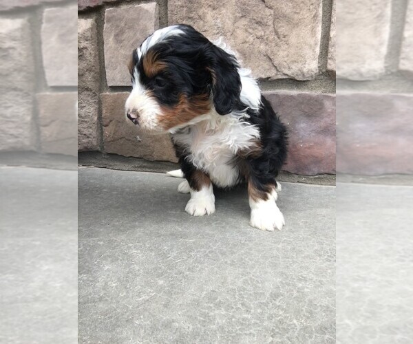 Medium Photo #1 Bernedoodle Puppy For Sale in ITASCA, TX, USA