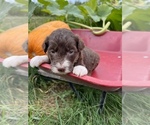 Small Photo #5 Aussiedoodle Puppy For Sale in RUSSELL, IA, USA
