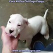 Small Photo #119 Dogo Argentino Puppy For Sale in JANE, MO, USA