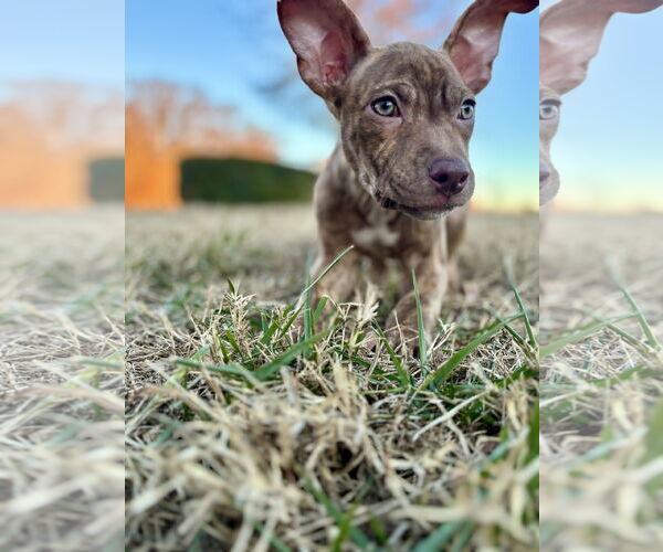 Medium Photo #1 American Staffordshire Terrier-Unknown Mix Puppy For Sale in Holly Springs, NC, USA