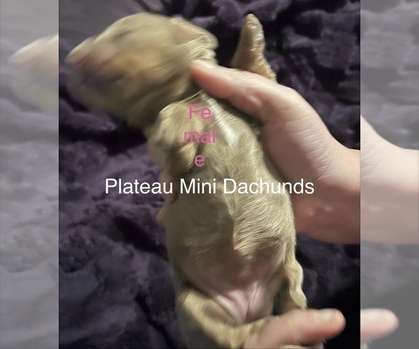 Medium Photo #4 Dachshund Puppy For Sale in CROSSVILLE, TN, USA