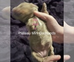Small #3 Dachshund