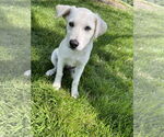 Small #2 Anatolian Shepherd-Great Pyrenees Mix