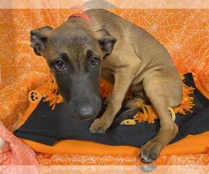 Mutt Dogs for adoption in Modesto, CA, USA