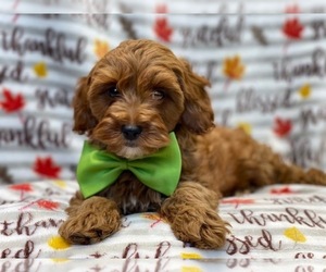 Cocker Spaniel-Poodle (Miniature) Mix Puppy for sale in LAKELAND, FL, USA