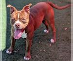Small #11 American Pit Bull Terrier-Staffordshire Bull Terrier Mix