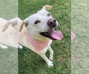Maddy - Female Labrador Retriever-Unknown Mix Dog for Adoption - Photo #2