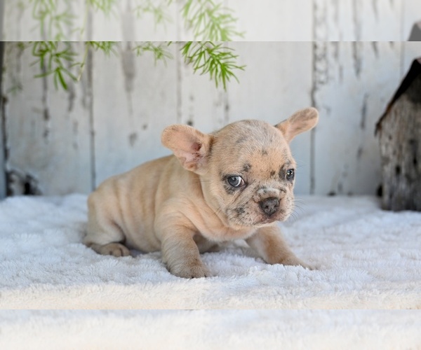 Medium Photo #4 French Bulldog Puppy For Sale in MILLERSBURG, OH, USA