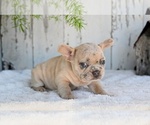Small #3 French Bulldog