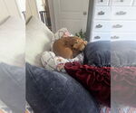 Small #3 Chiweenie