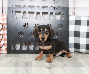 Dachshund Puppy for sale in MARIETTA, GA, USA