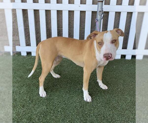 Medium Photo #1 Mutt Puppy For Sale in Modesto, CA, USA