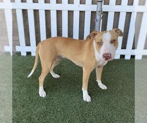 Mutt Dogs for adoption in Modesto, CA, USA