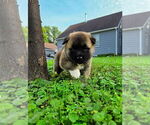 Small #12 Akita