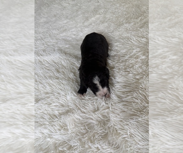Medium Photo #101 Bernedoodle Puppy For Sale in BELMONT, NC, USA