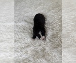 Small #100 Bernedoodle