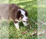 Small #3 Miniature Australian Shepherd