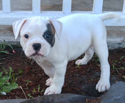 Medium Photo #1 American Bulldog Puppy For Sale in KINGSLAND, GA, USA