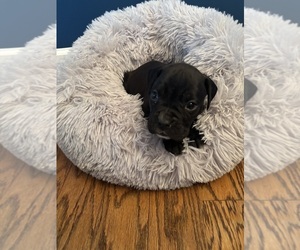 Boxer Puppy for sale in PRINCETON, WV, USA