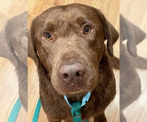 Labrador Retriever Dogs for adoption in Omaha, NE, USA