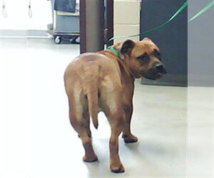 Mutt Dogs for adoption in Fayetteville, NC, USA