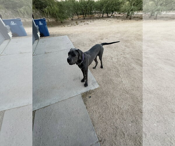 Medium Photo #7 Mutt Puppy For Sale in Goodyear, AZ, USA