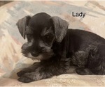 Puppy Lady Schnauzer (Miniature)