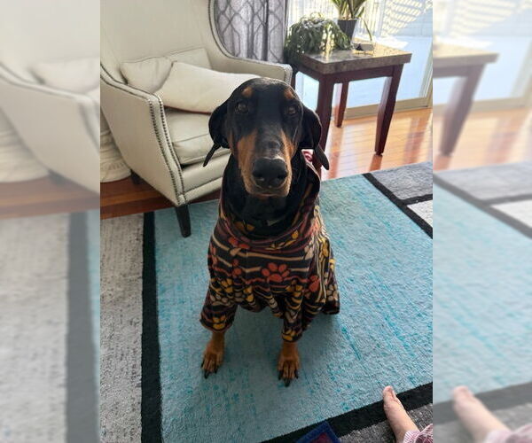 Medium Photo #1 Doberman Pinscher Puppy For Sale in Aurora, OH, USA