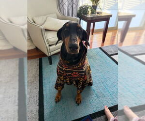 Doberman Pinscher Dogs for adoption in Aurora, OH, USA