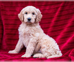 Puppy 7 Goldendoodle-Poodle (Standard) Mix