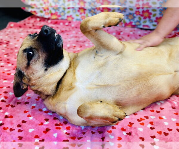 Medium Photo #3 German Shepherd Dog-Unknown Mix Puppy For Sale in Jackson , NJ, USA